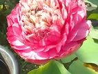 බැංකොක් නෙලුම් පැළ