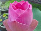 බැංකොක් රෝස නෙළුම් පැළ - Bangkok Pink Lotus