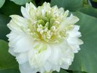 බැංකොක් සුදු නෙළුම් පැළ - White Peony