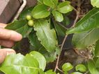 බැංකොක් උගුරැස්ස බද්ධ පැල