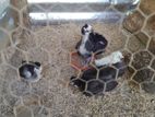 Bantam Chickens