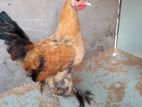 බැන්ටම් කුකුලන්