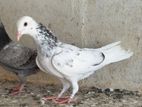 Bairi Pigeon