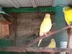 Bajri Birds