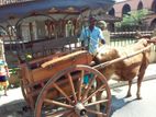 Antique Bakki Cart