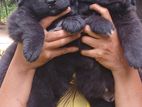 Black German Sheperd Puppies