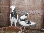 Pigeons