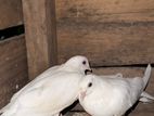 Timing Pigeons