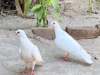 Balance Belty chicks