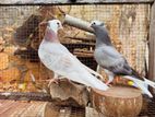 Pigeon