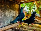 Pigeons