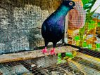 Pigeon