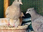 Balance belty pigeons