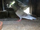 Balance Pigeon