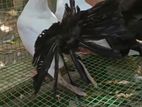 Balck Tail