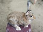 Baligian Gaint Rabbit