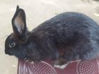 Baligian Gaint Rabbit