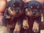 Rottweiler Puppy