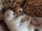 Pomeranian Puppies