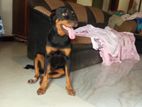 Ballek Wikinima