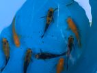 Balloon Fish
