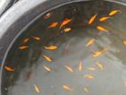 Balloon Molly Fish