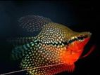 Balloon Pearl Gourami