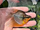 Balloon Pearl Gourami