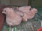 Balti Pigeon