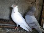 Balti Pigeon