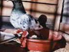 Timing Pigeon