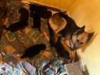 German Shepherd Puppies