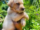 Labrador Puppies