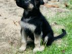 German Shepherd Puppy