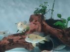Balzani Eartheater Fish