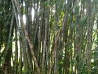 Bamboo Tree