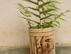 Bamboo Pot