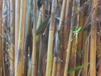 Bamboo Stick