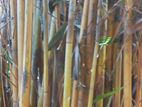 bamboo stick