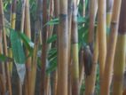 Bamboo Stick
