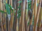 Bamboo Stick