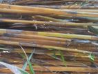 Bamboo Sticks