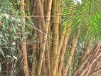 Bamboo Tree