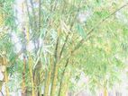 Bamboo Tree