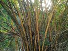 Bamboo tree / Yellow Big
