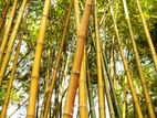 Bamboo Trees
