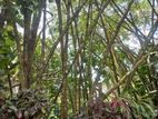 Bamboo Trees