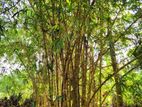 Bamboo Trunk