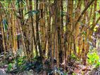Bamboo Trunk - மூங்கில் தண்டு