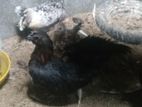 Bantam Chickens